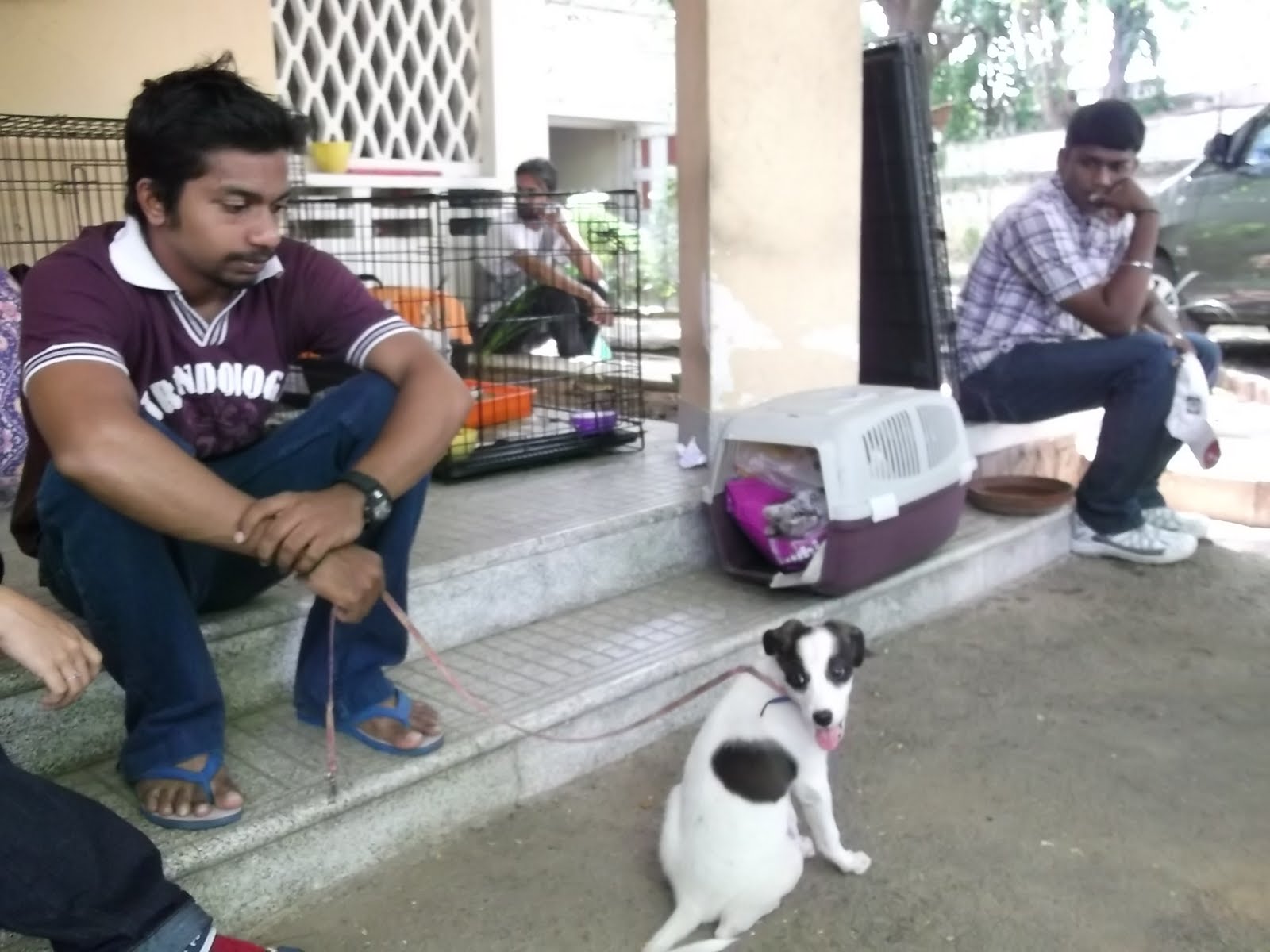 The Chennai Pet Adoption Drive begins to get up steam