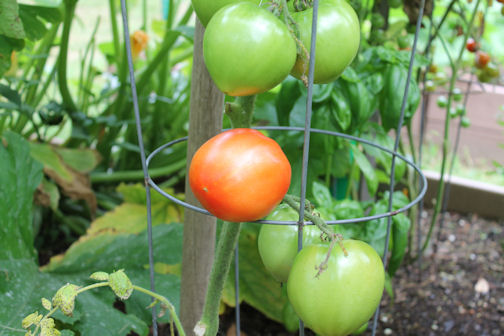 Tomatoes Ripening on the Vine