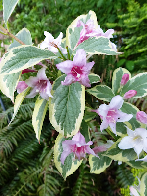 Shoreline area news: in the garden now Shoreline Area News: In the Garden Now - Weigela