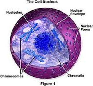 Inti Sel atau Nukleus