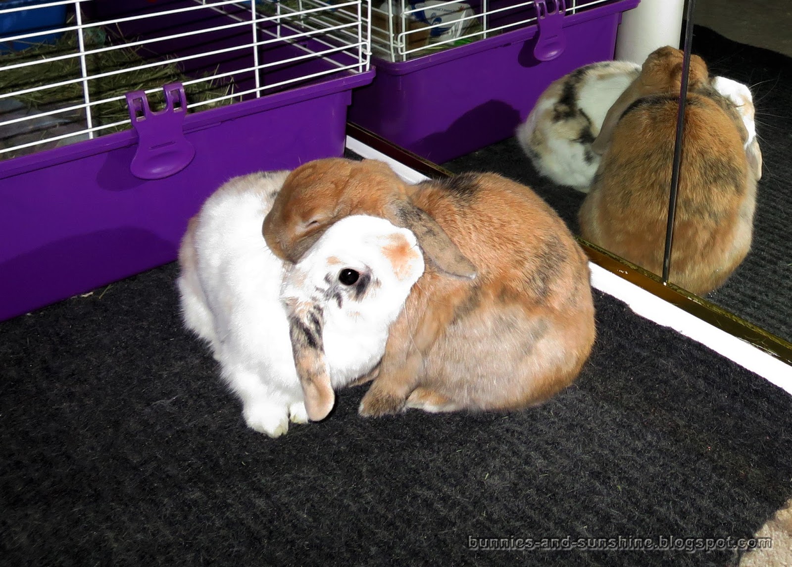 Bunnies and Sunshine Hugs are the best!