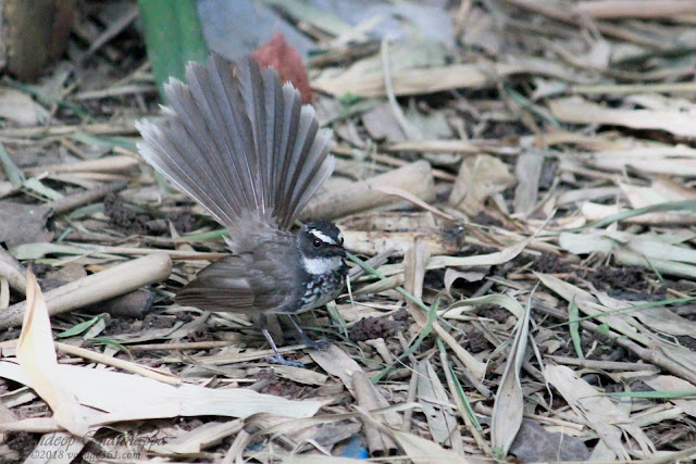 White-spotted fantail with its fan tail opened