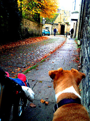 Autumn dog walking