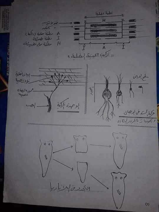 جميع رسومات الاحياء ثانوية عامة علمي علوم 0%2B%252815%2529