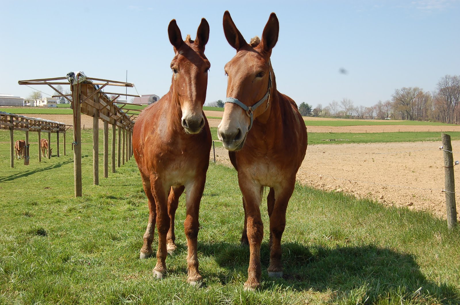 Life on the Funny Farm: Wordless Wednesday - Amish Mules