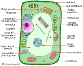 Plant Cell Illustration With Hyperlinked Labels