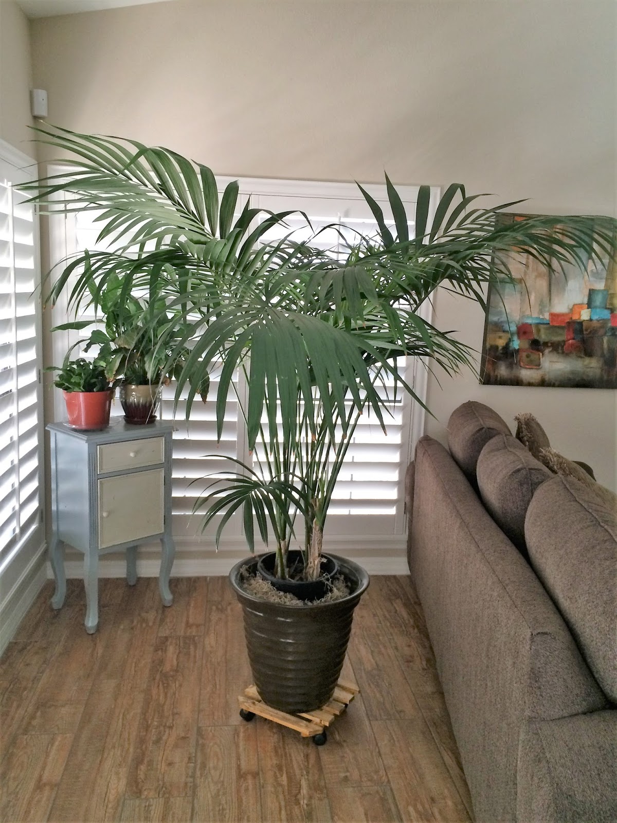 KentiaPalmMan How a potted Kentia Palm can clean the air