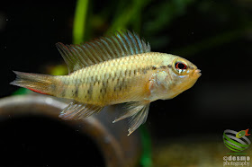 Apistogramma cf. macmasteri