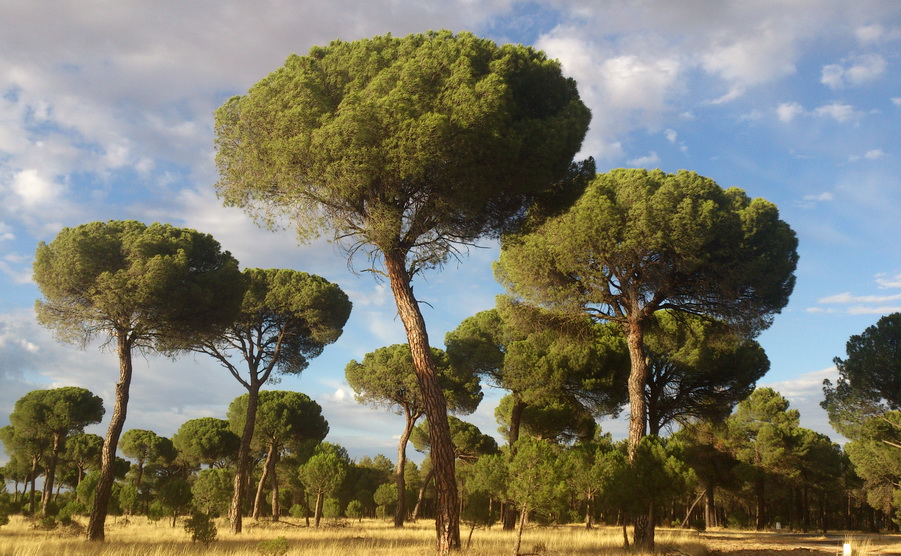 TERRITORIO NATURAL Los pinos, martes radio Adaja FM 107.2 e