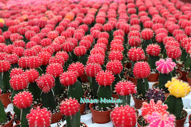 warna warni hidupku..............: Kaktus dan kroninya....