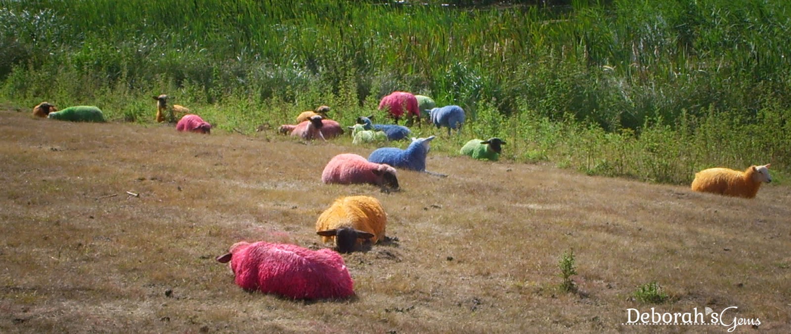 Coloured Sheep Latitude - photo by Deborah Frings - Deborah's Gems