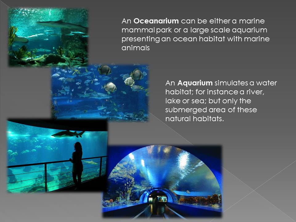 Aquarium-aqua design and display thesis image