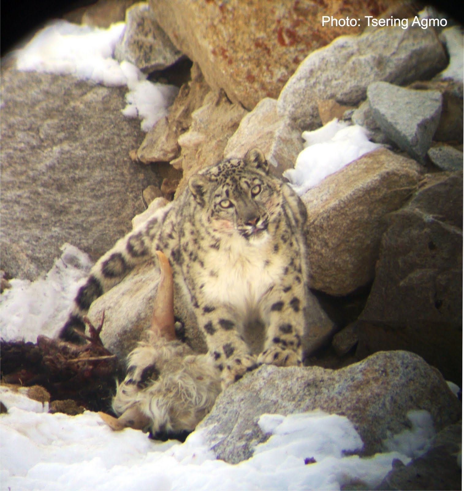Snow Leopard Conservancy India Trust