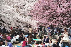 hanami japan cherry festival spring activities blossom viewing flower sakura occasion recreational mainland 花見 blossoms korea popular hanafuda hub yozakura