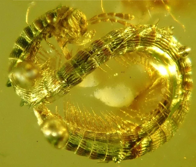 A 99-Million-Year-Old Millipede, Perfectly Preserved in Amber