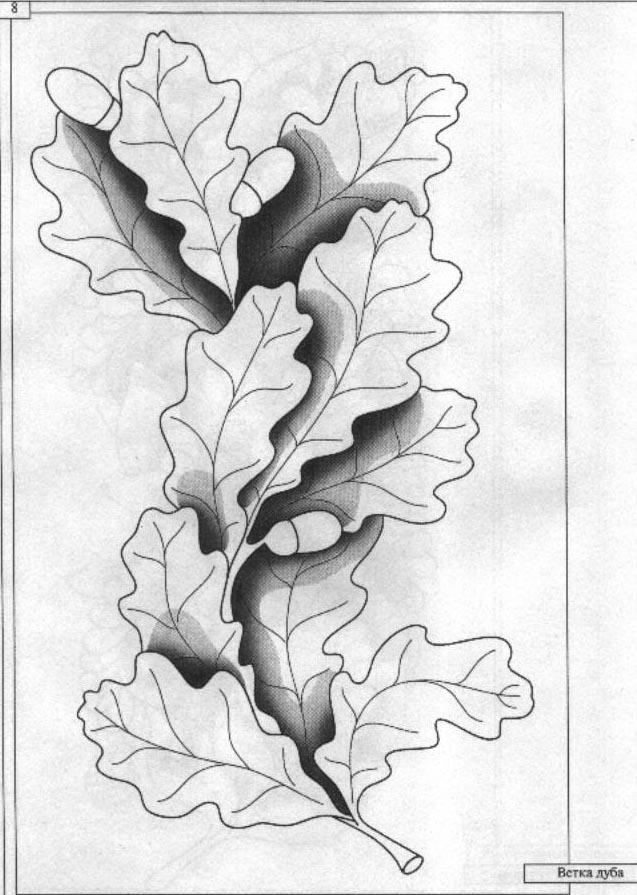 Ветка дуба рисунок карандашом