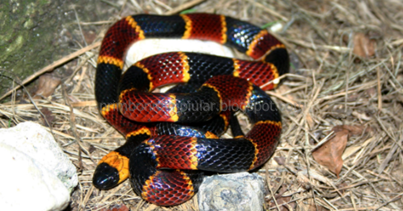 Mimpi Ular Besar Warna Hitam Kuning Mimpi ular kuning mungkin juga