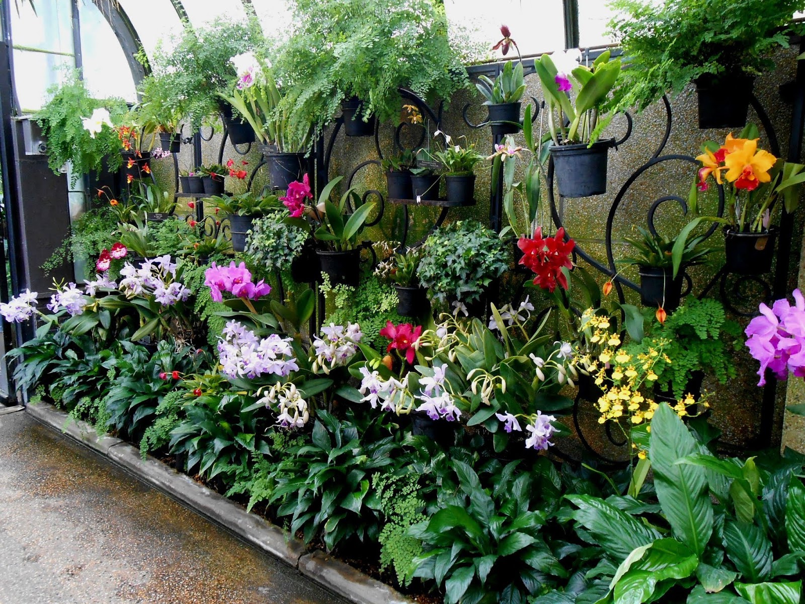 My Virtual Garden The Orchid House 2018
