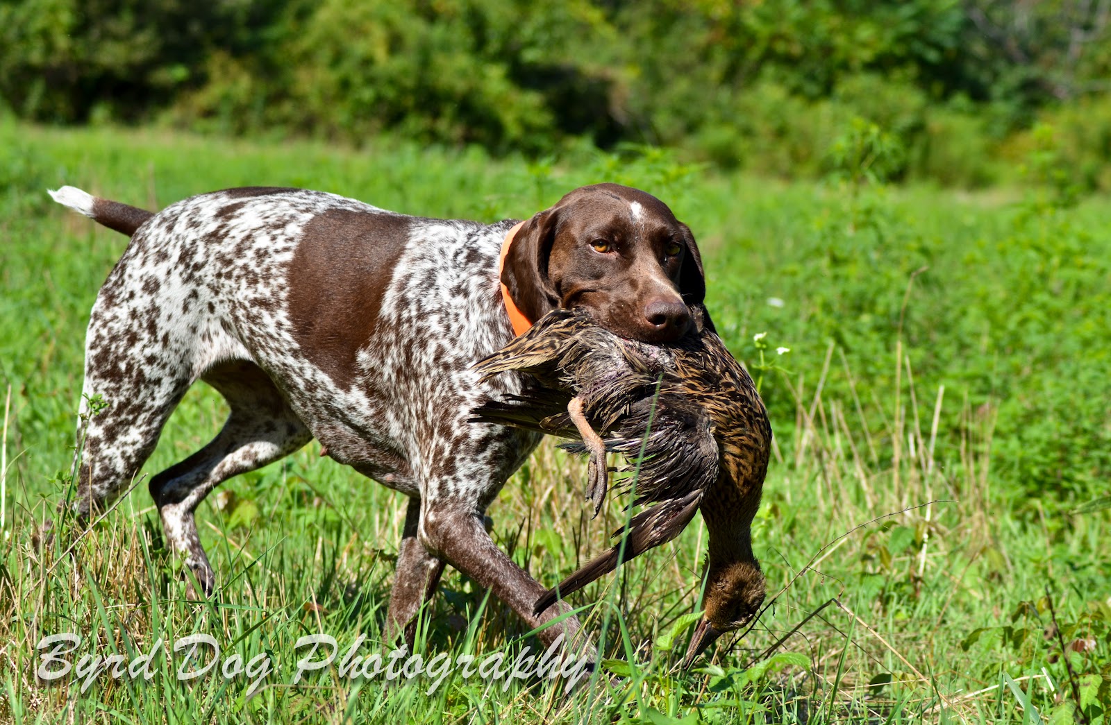 Adventures of a GSP Hunting Dog Say Good Bye to Summer Recap