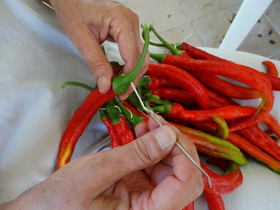 COSIENDO PIMIENTOS PARA COLGAR y CONSERVAR