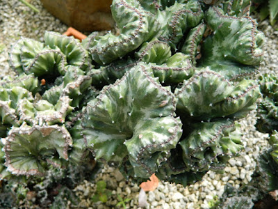 Crested Euphorbia at Orchid World Barbados by garden muses-not another Toronto gardening blog