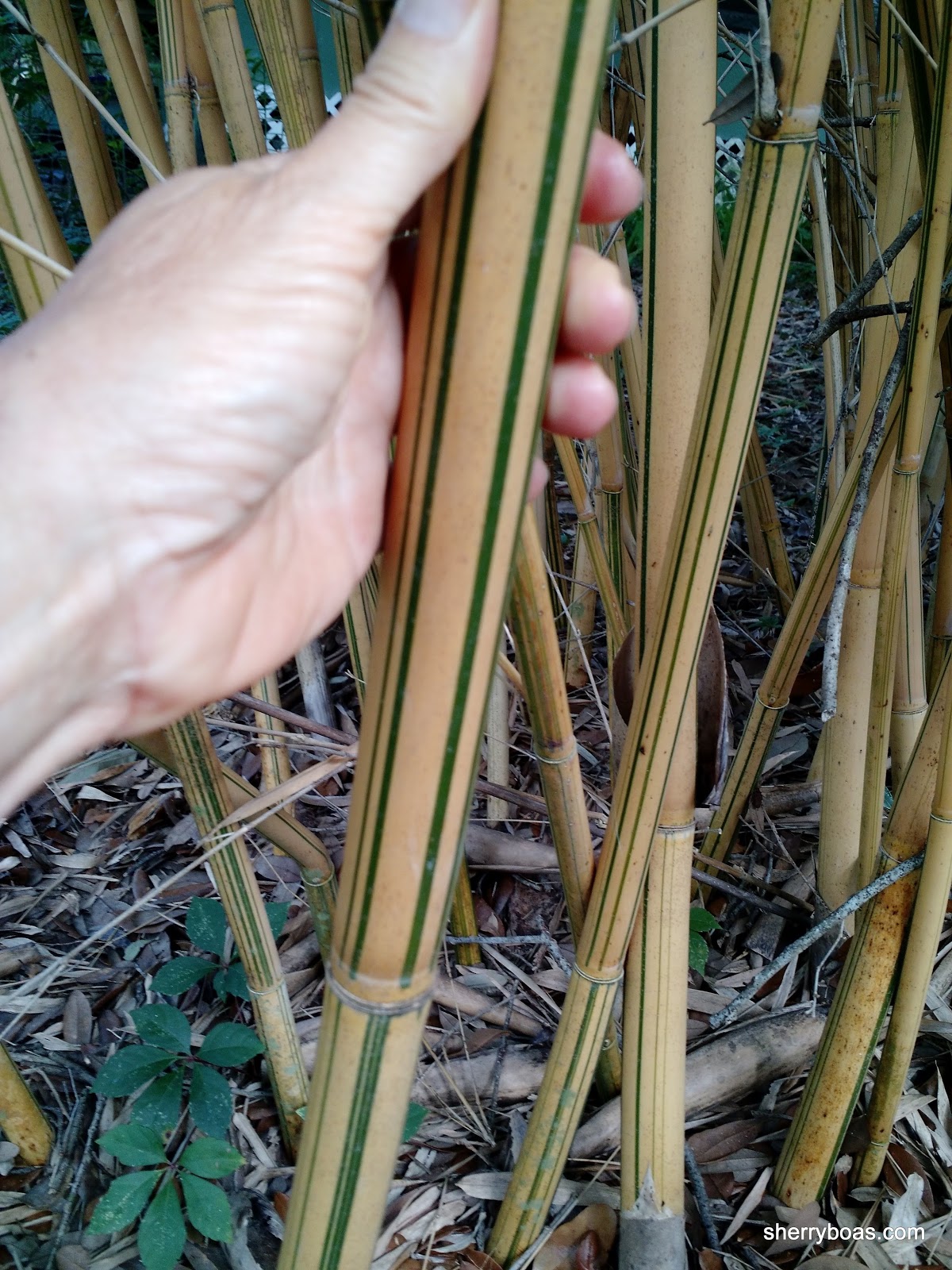 Golden Hedge Clumping Bamboo (Bambusa multiplex alphonse karr) Bamboo