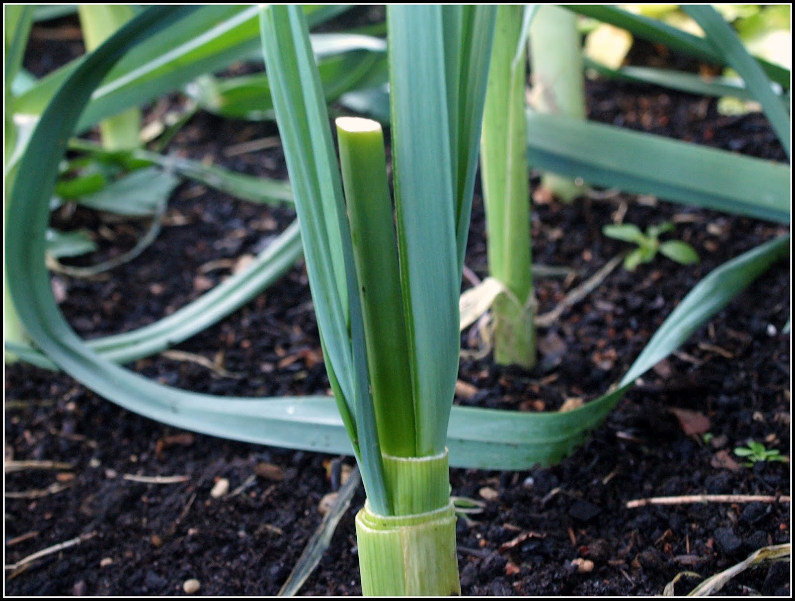 Mark's Veg Plot: Re-sprouting Leeks