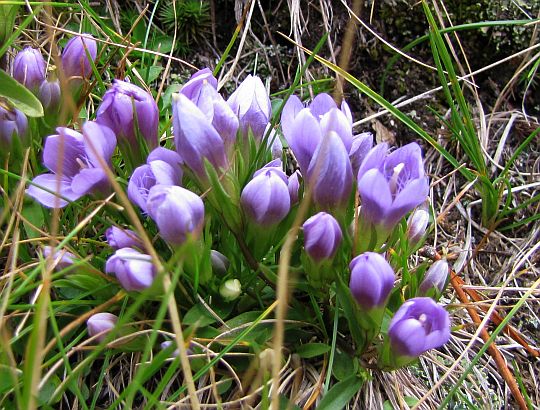 Dzwonczyn drobny (Edraianthus pumilio).