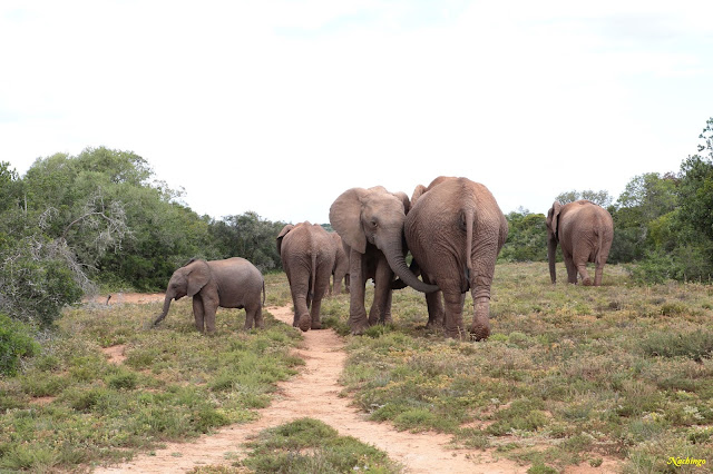 28-11-18. Addo Elephant National Park y llegada a Port Elizabeth. - Ciudad del Cabo y Garden Route (1)