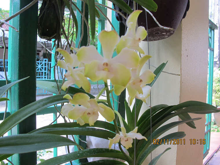 บุษราคัมหนองแขม