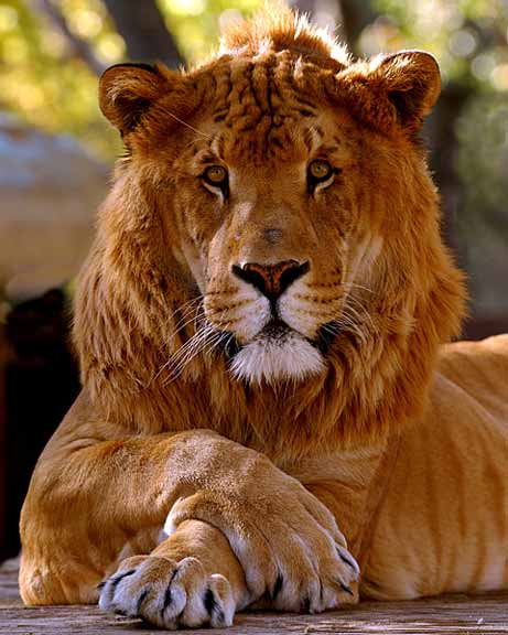 The Adventure s Of Ralph If You Love Ligers the-adventure-s-of-ralph-if-you-love-ligers
