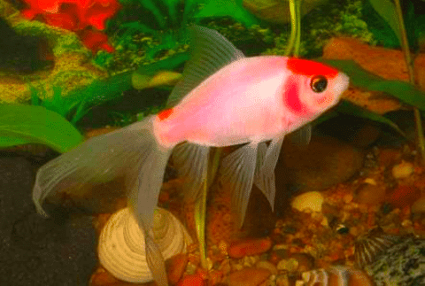 Perbedaan Ikan Komet Dan Koi Yang Paling Mudah Dikenali ...