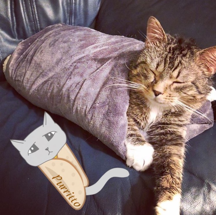 Cat and DOG Chat With Caren Cat Chalk An iOS App Photo Editing Tool