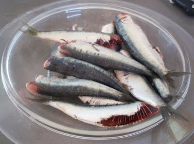 sardinas