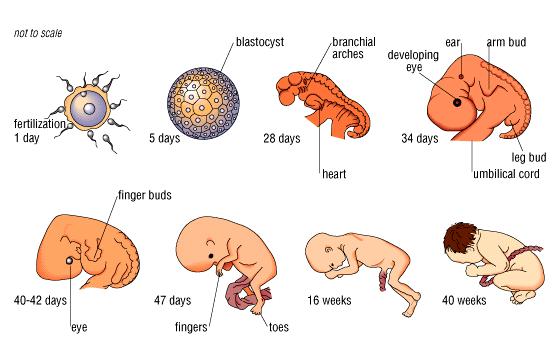  Perkembangan Embrio  Manusia Sains vs Qur an Artikel 