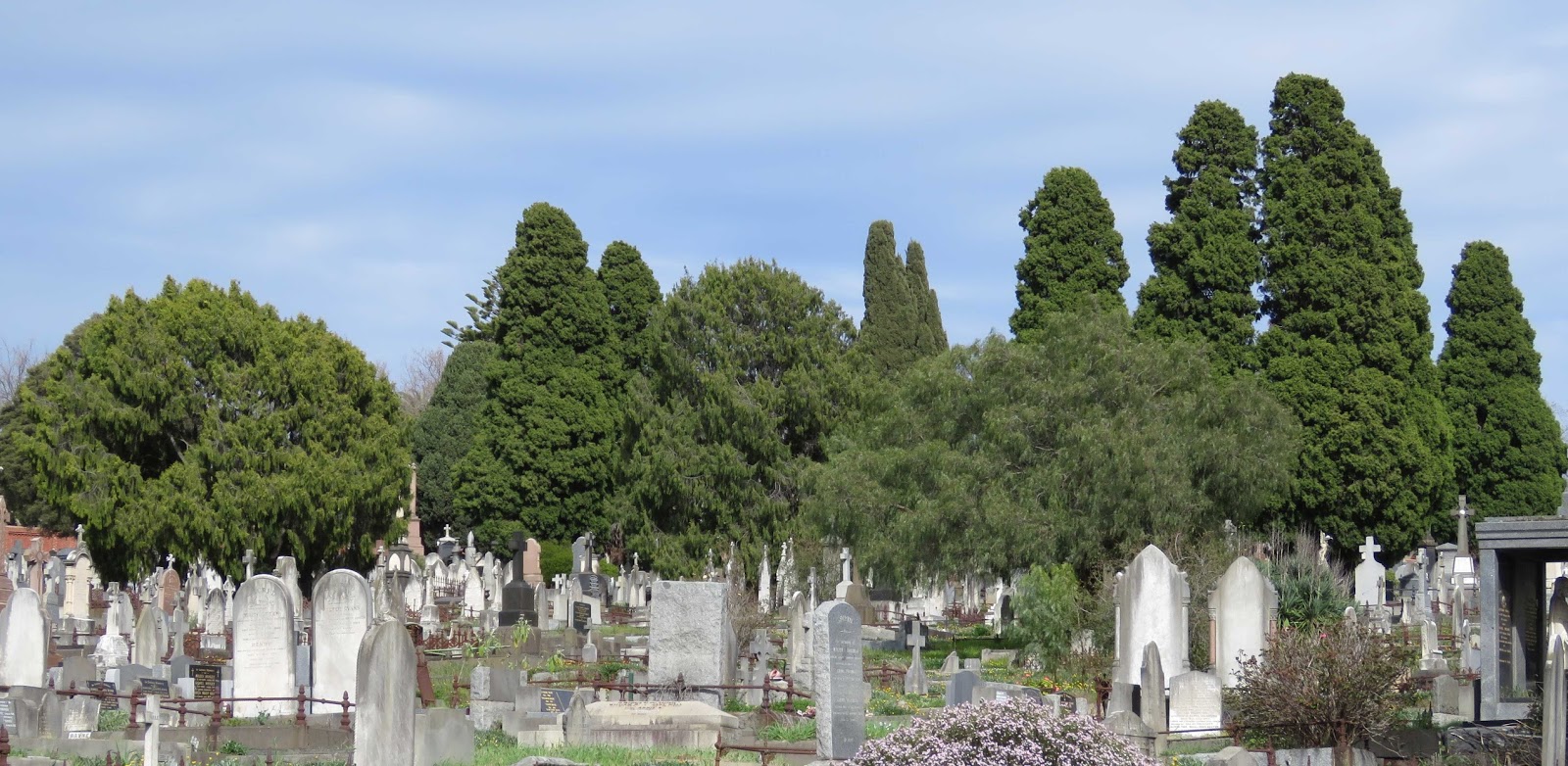 Wowed by weeds in shady cemetery