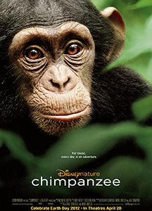 Tinh Tinh Chimpanzee Tinh Tinh Chimpanzee