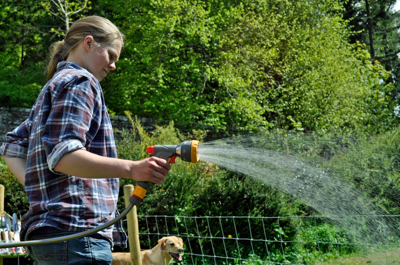 Sowing The Seeds Flowering Shrubs Viburnums Flowering Almonds