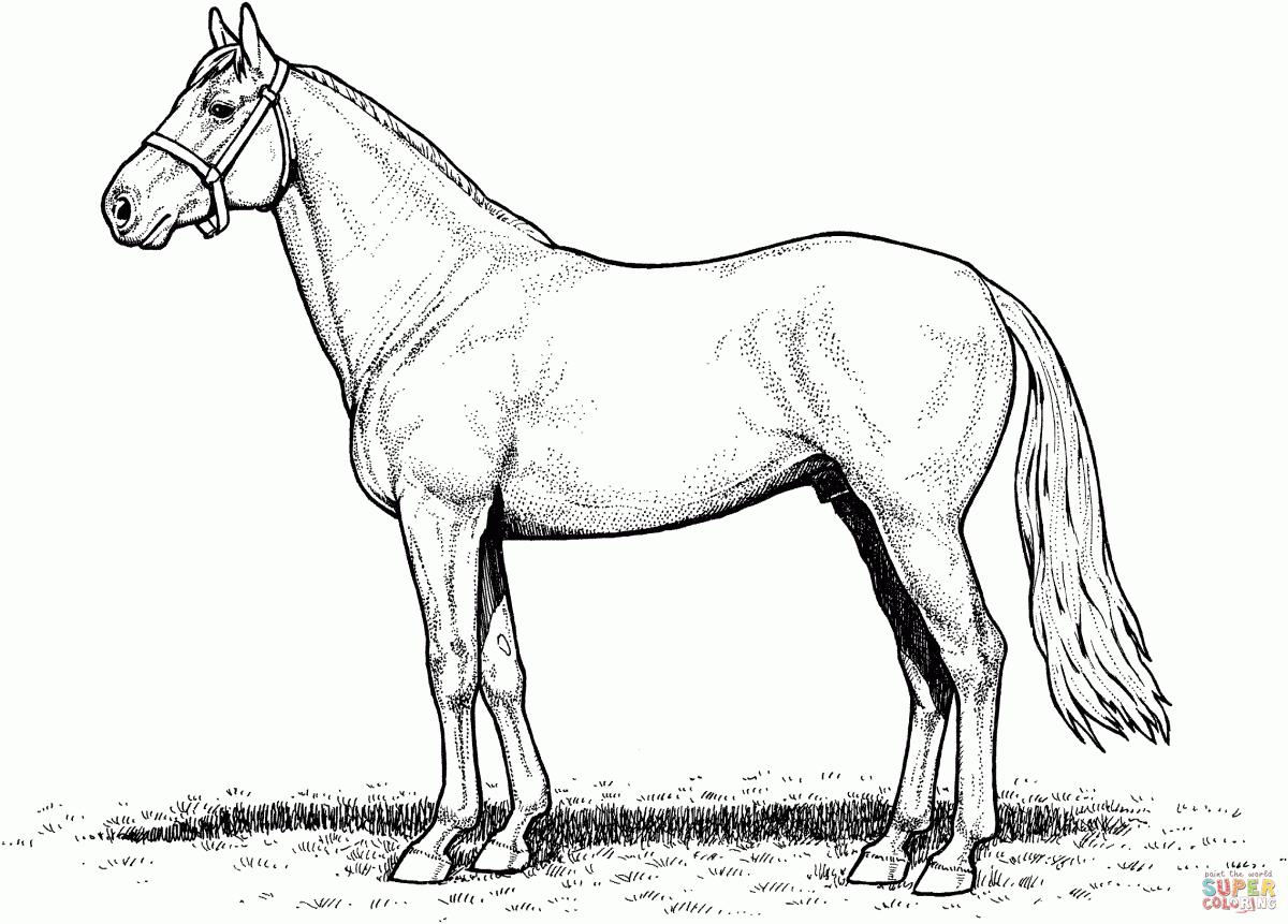 Horse Coloring Pages Printable ~ Cute Printable Coloring Pages