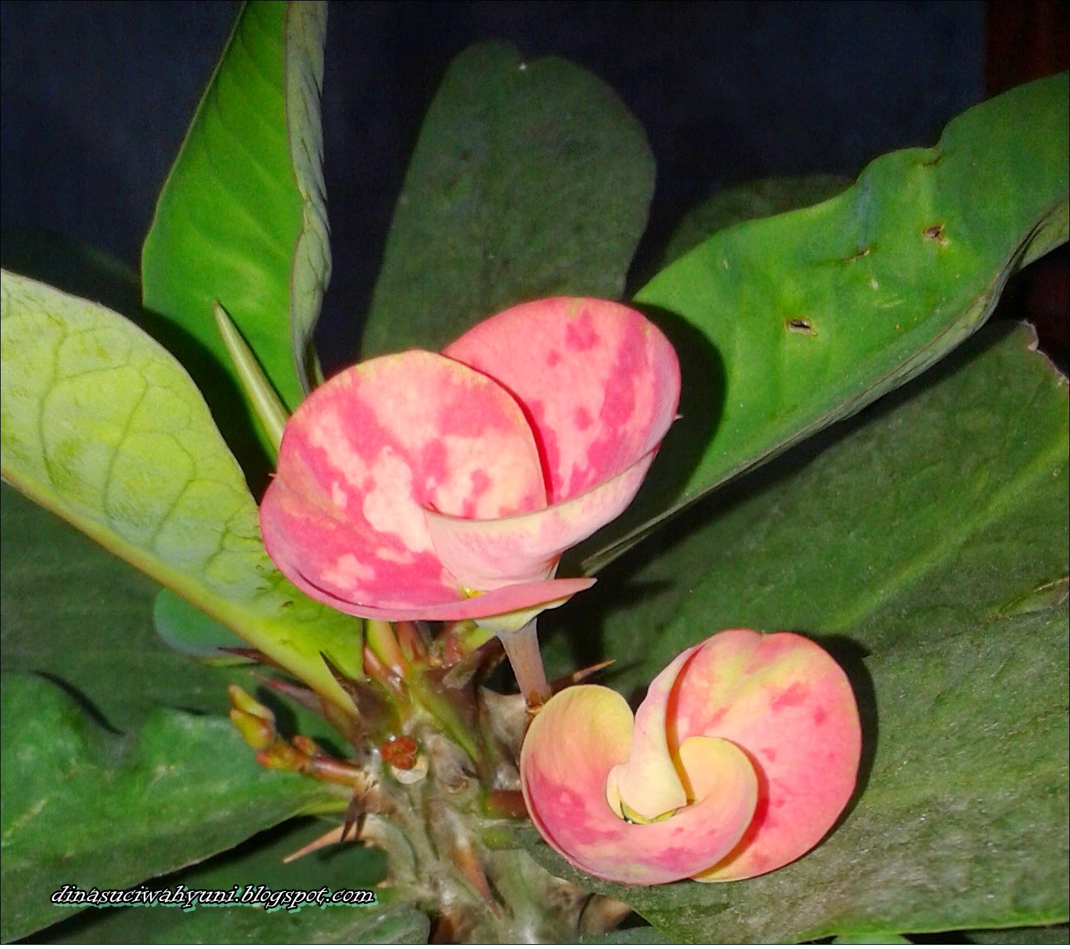 EUPHORBIA MILII SELAIN UNTUK TANAMAN HIAS JUGA BERMANFAAT BAGI