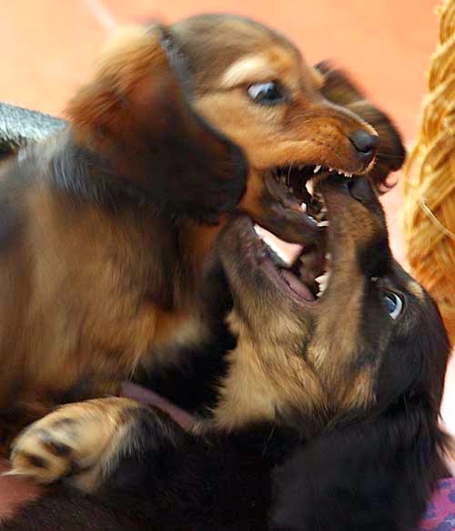 How to Stop a Dachshund Puppy From Biting LUV My dogs