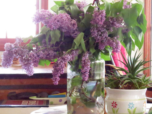 lilacs in vase