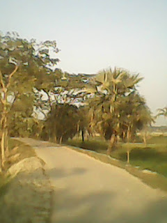 Palam Tree / তাল গাছ