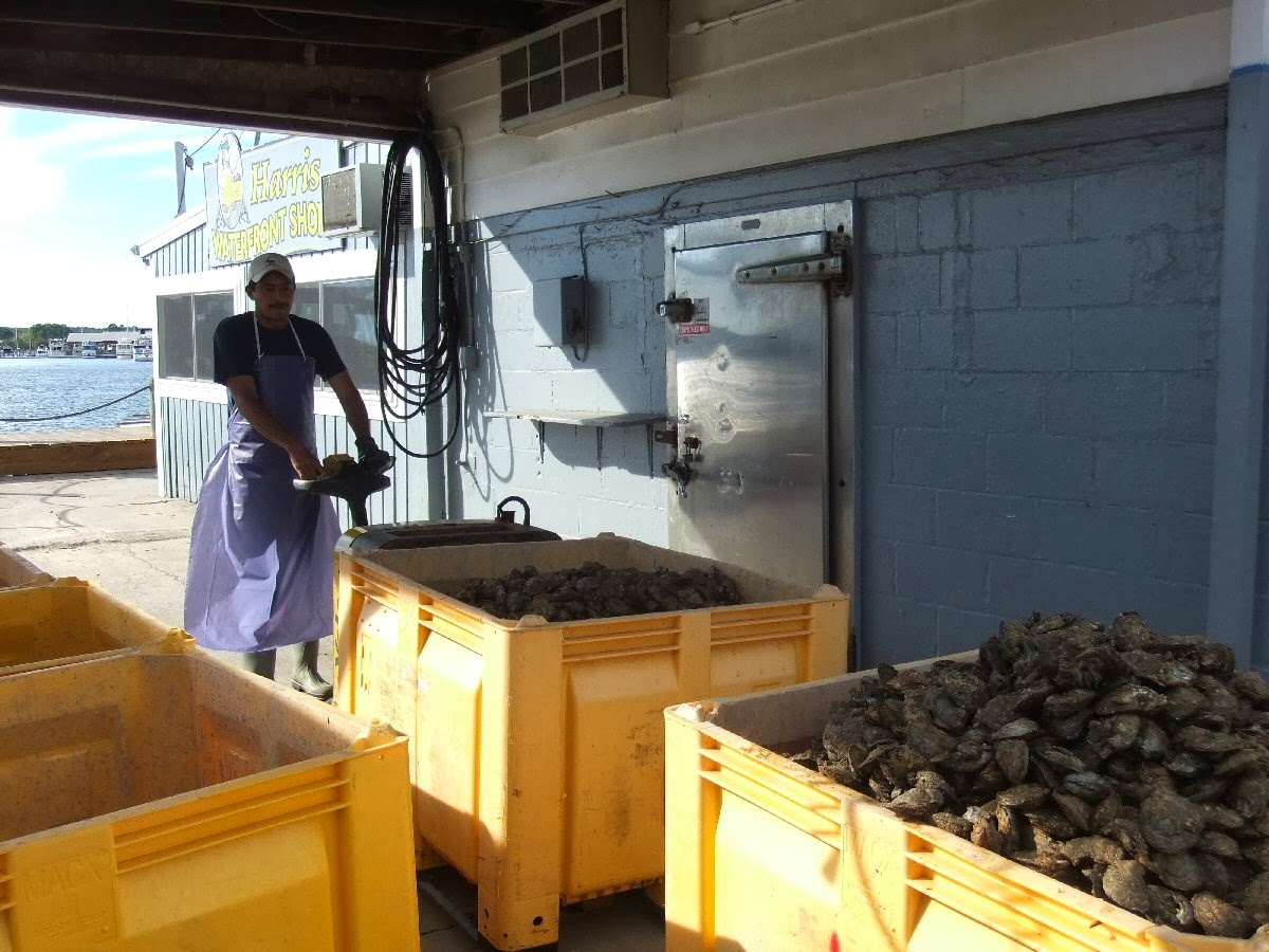 Pauline Persing Art, Writing,& Natural History Harris Crab House at