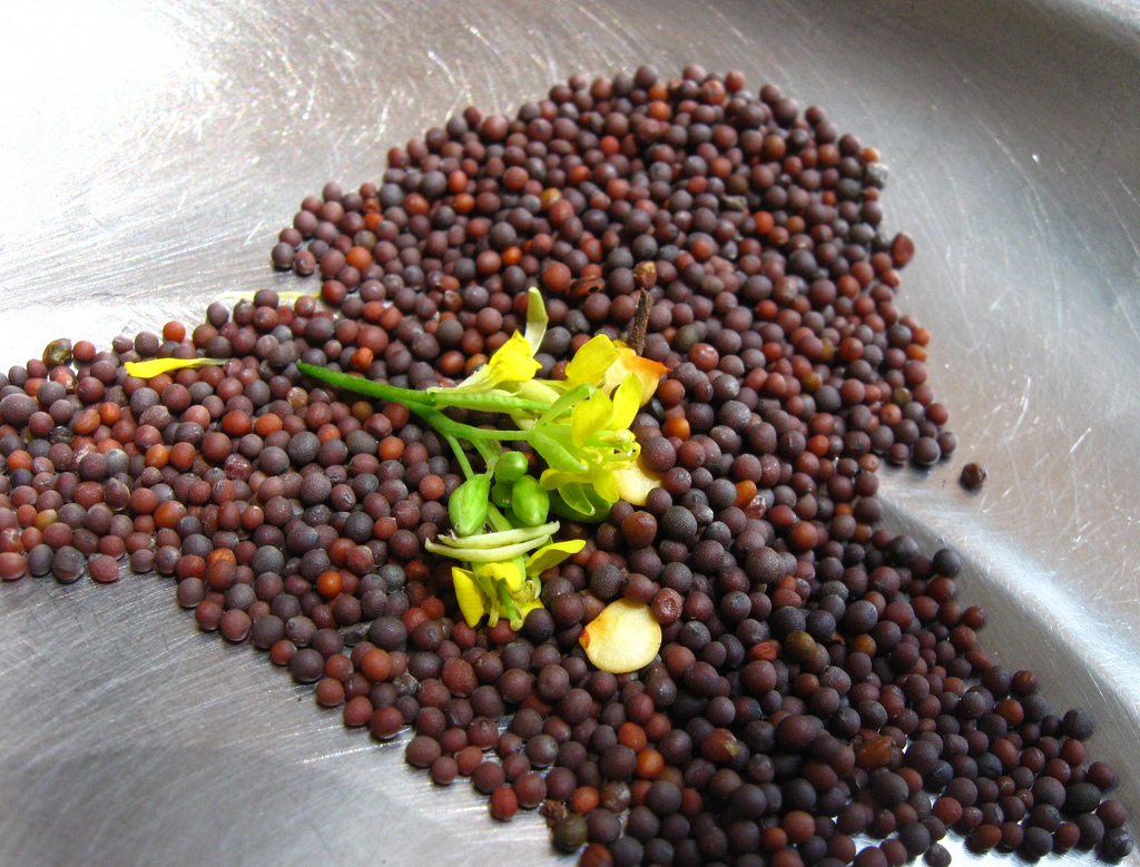 Can Dogs Eat Safflower Seeds Can Dogs Eat Safflower Seeds