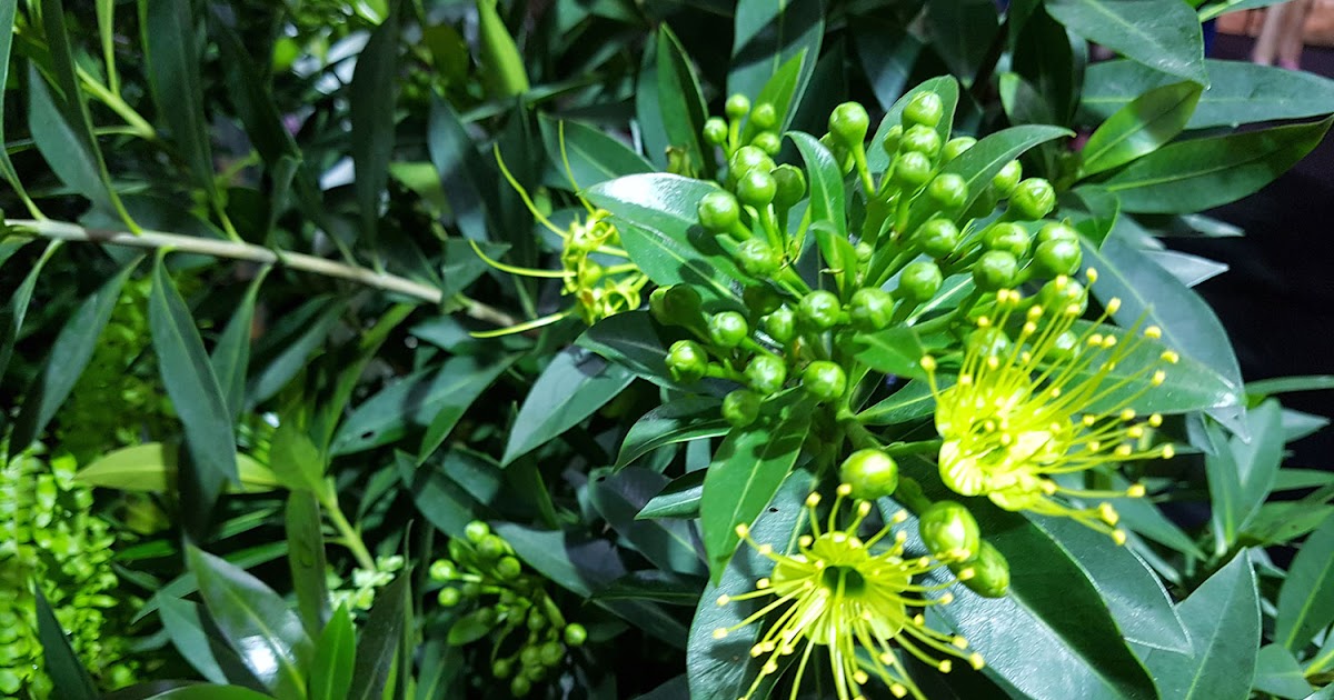 ต้นรักแรกพบ - Myhomemygardening