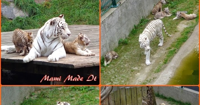 Mami Made It White Tigers Weisse Tiger