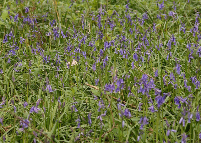 wildflowers in the woods in spring Norfolk