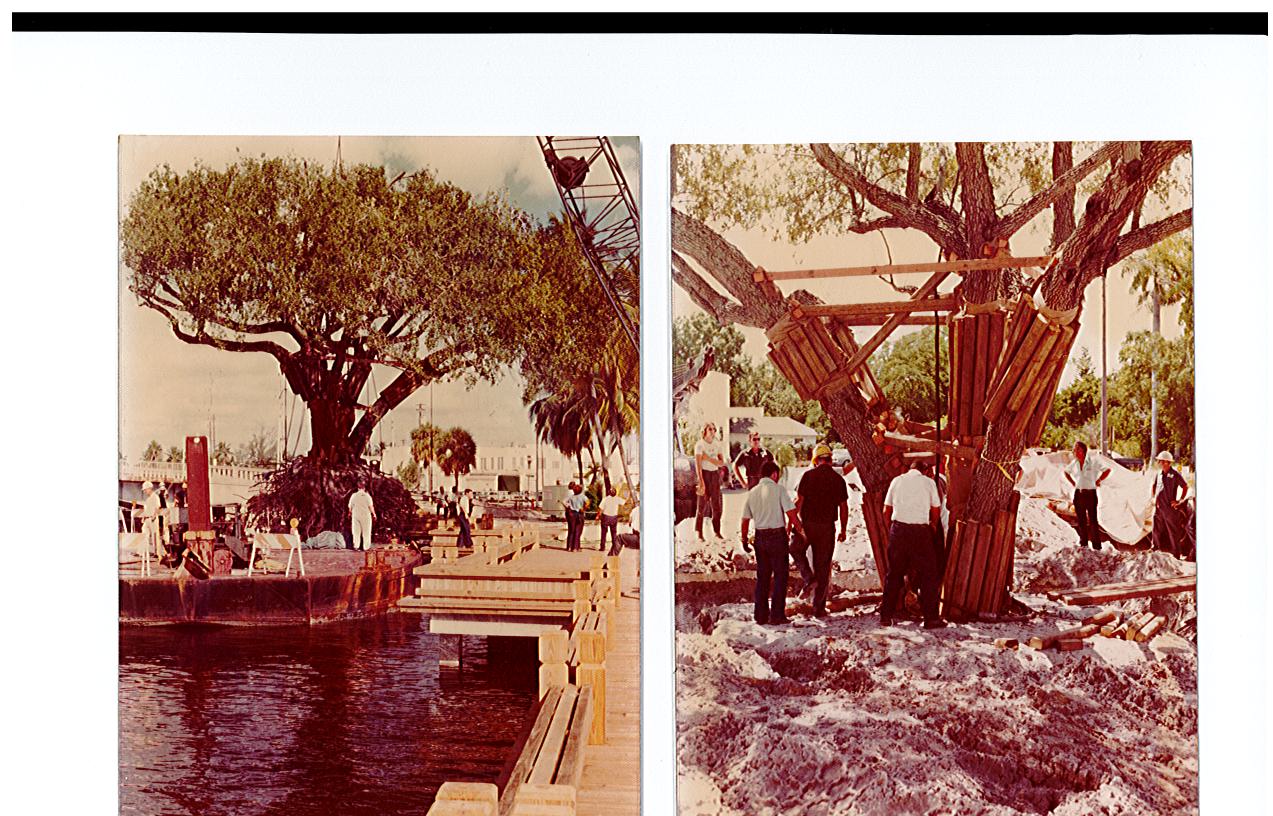 Mark's Urban Forest Fort Lauderdale's Historic Bicentennial Liberty