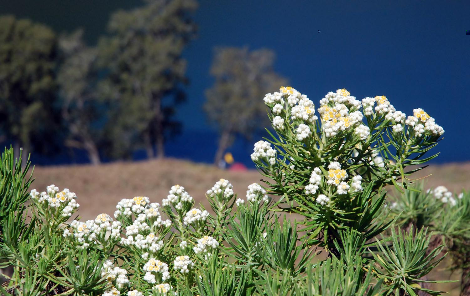 4 Tempat menakjubkan untuk menemui Bunga  Abadi Edelweis 